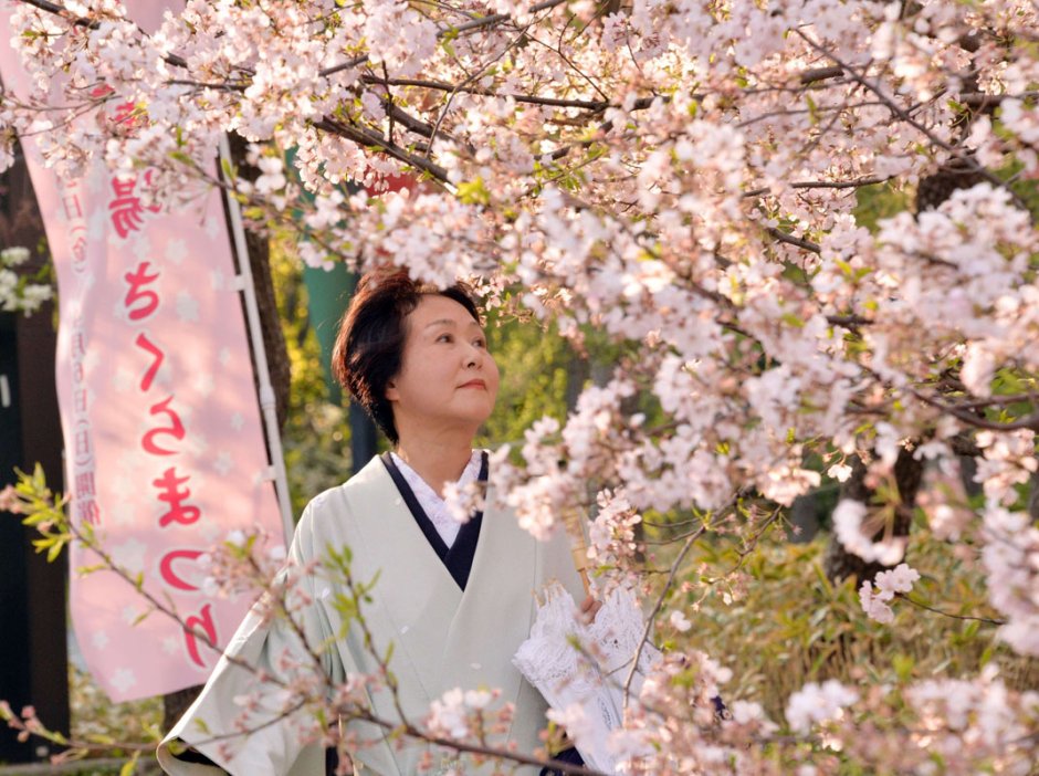 Фестиваль в Японии в честь цветения Сакуры