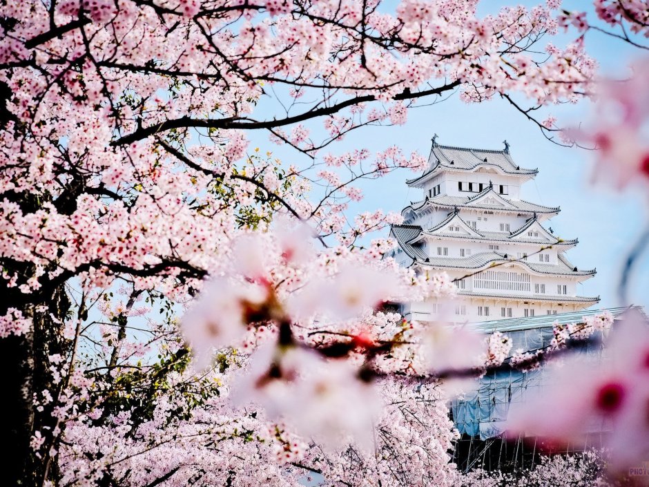 Фестиваль цветения и любования сакурой – Япония