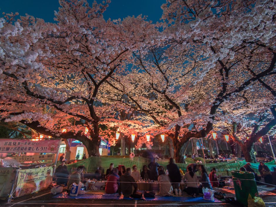 Цветение Сакуры в парк Синдзюку-гёэн