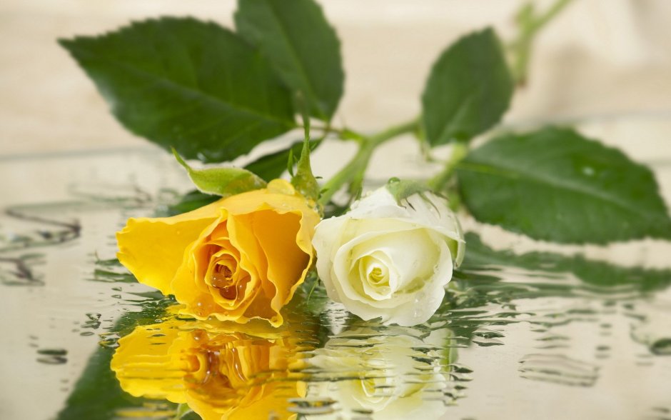 Желтые розы в воде