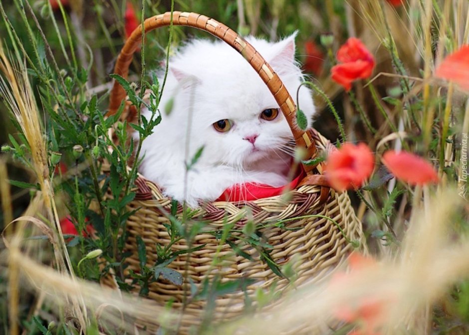 Кот в корзинке с цветами