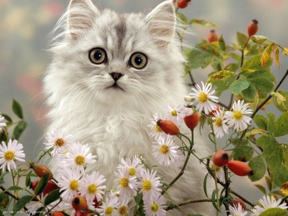 Доброе утро котик цветы