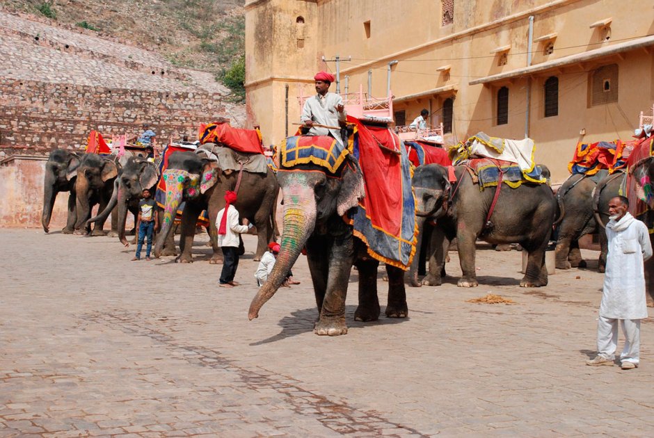 Джайпур дворец слоны