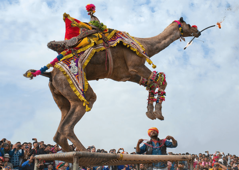 Верблюды на фестивалях в Индии