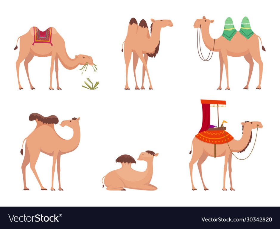 Части тела верблюда для детей