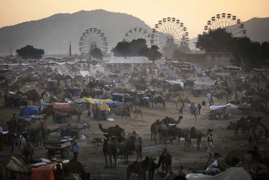 Ярмарка верблюдов в Индии