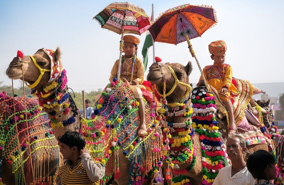 Верблюжья ярмарка в Индии