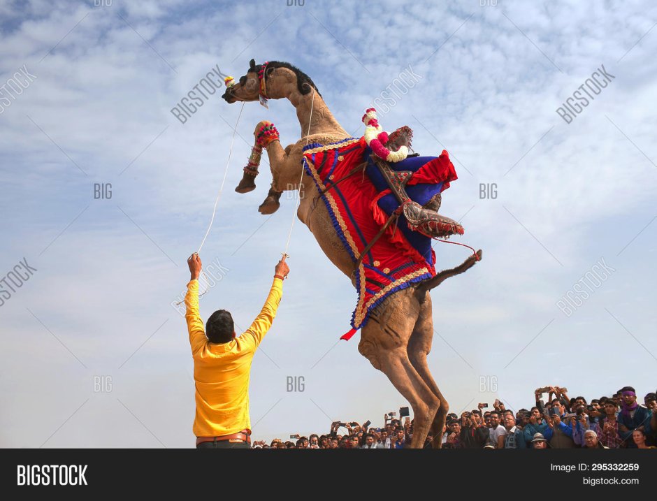 Фестиваль верблюдов Индия соревнования