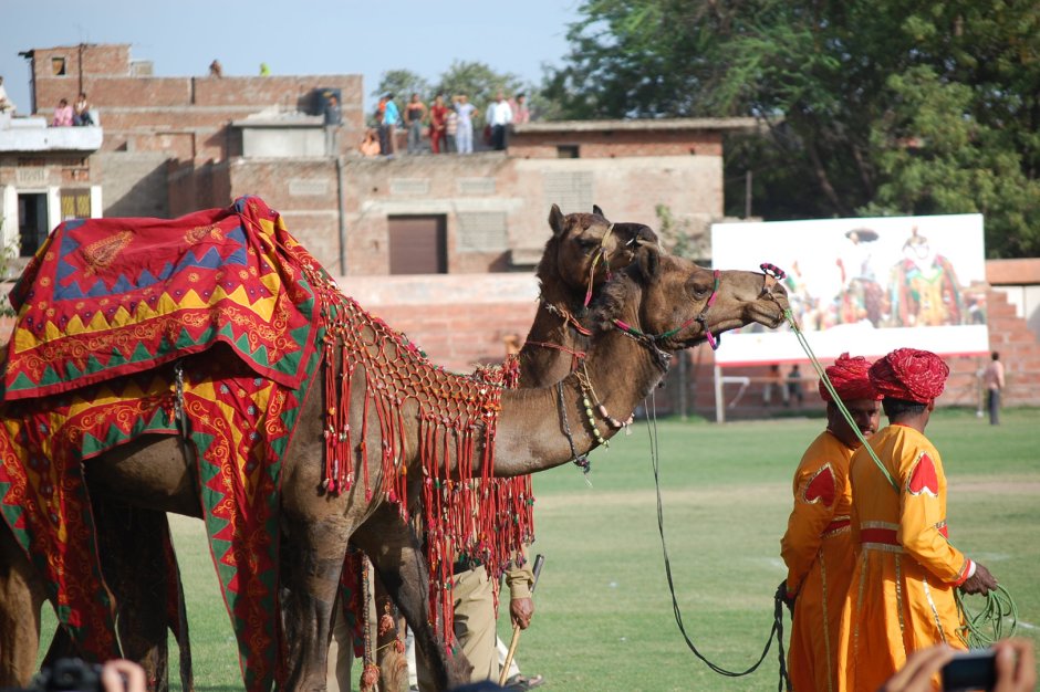 Раджастан Индия верблюд
