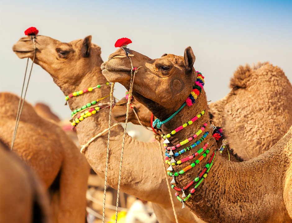 Ярмарка верблюдов в Индии