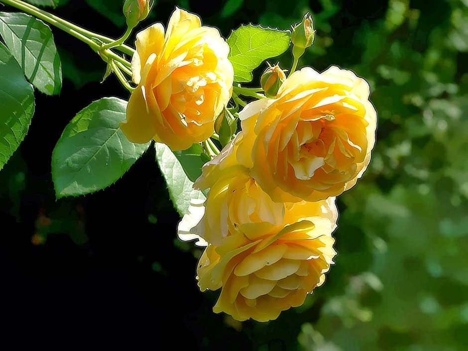 Желтые розы Берсо