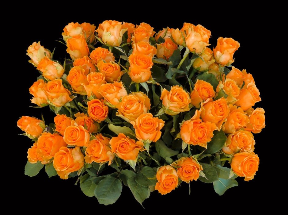 Роза Лиана оранж