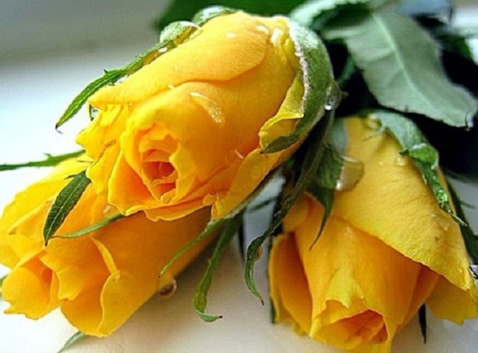 Желтые розы открытки красивые