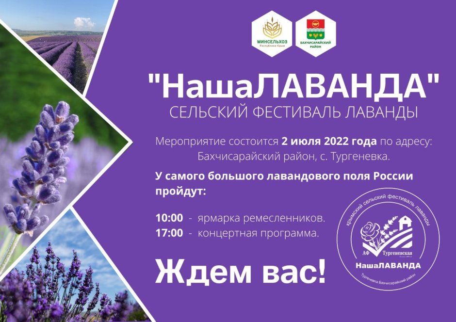 Фестиваль лаванды в Крыму 2022 в Тургеневке