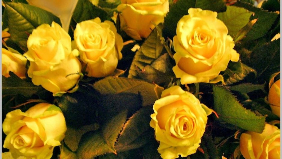 Живые розы желтые