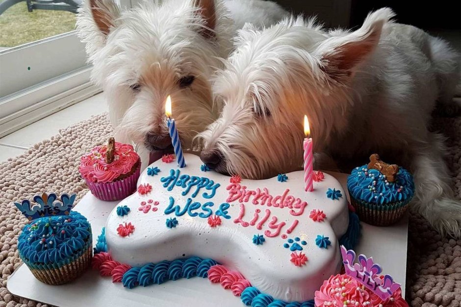 День рождения собаки