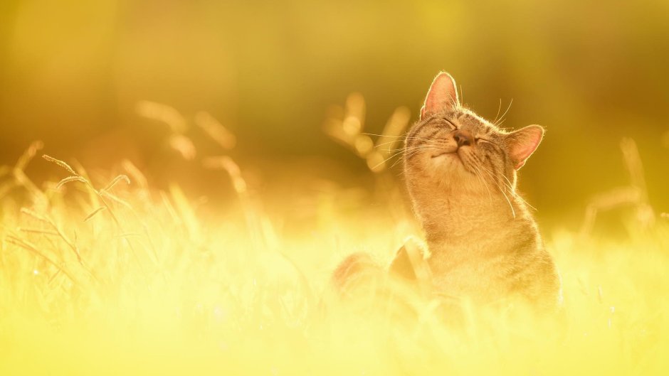 Кот на солнце