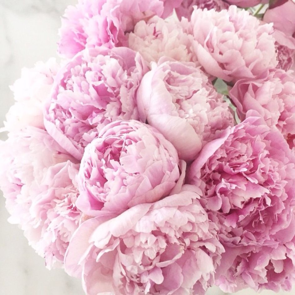 Цветы пионы розовые