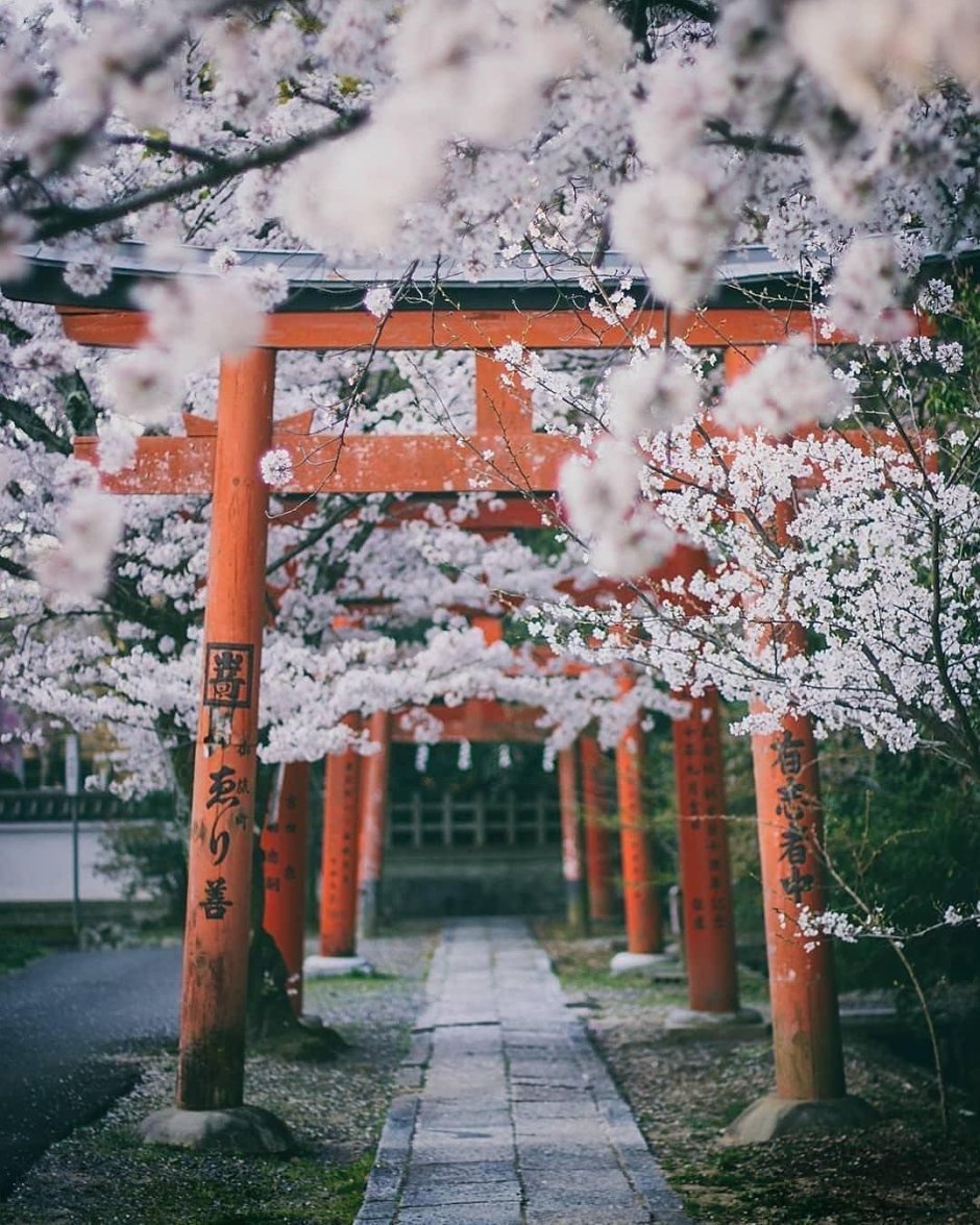 Храм Японии aesthetic