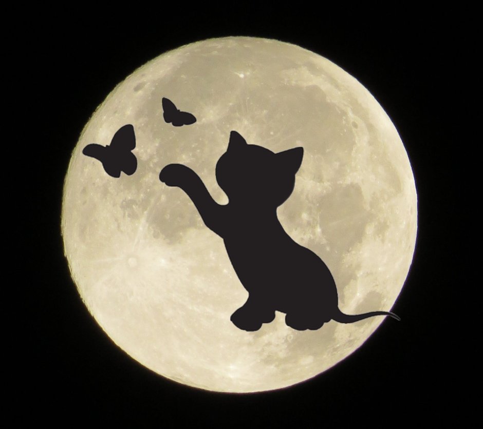 Котик на Луне