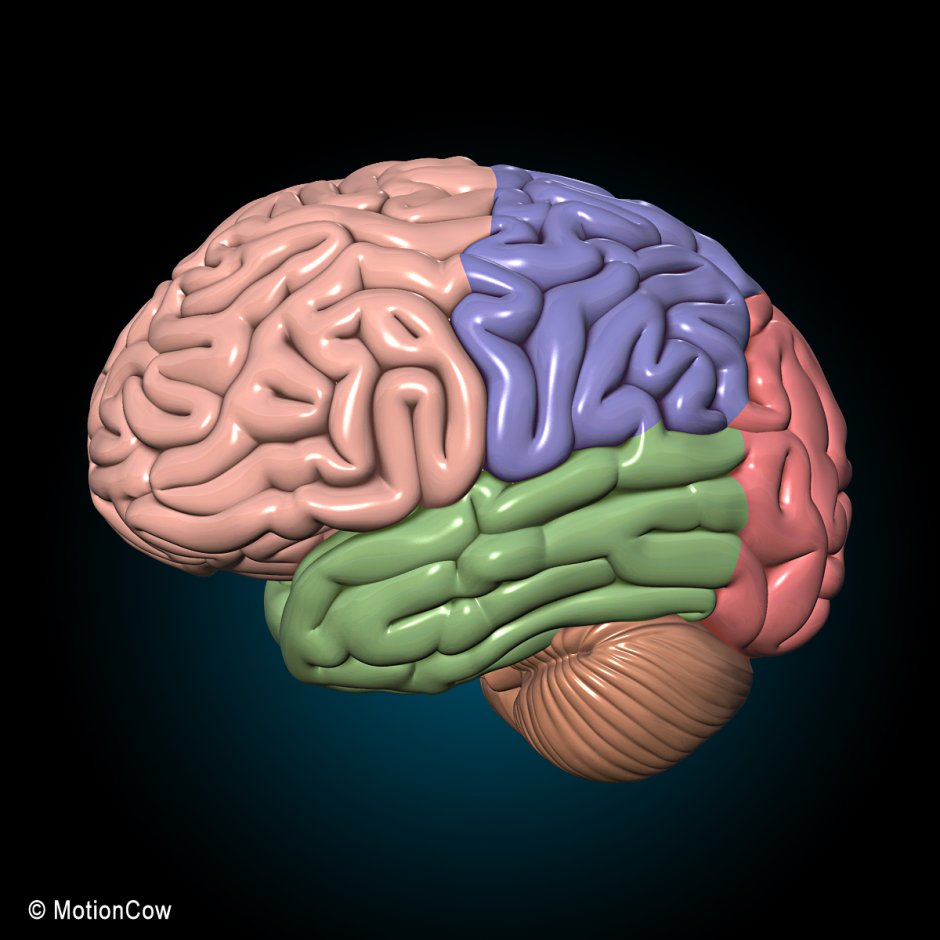 Мозг человека поделка