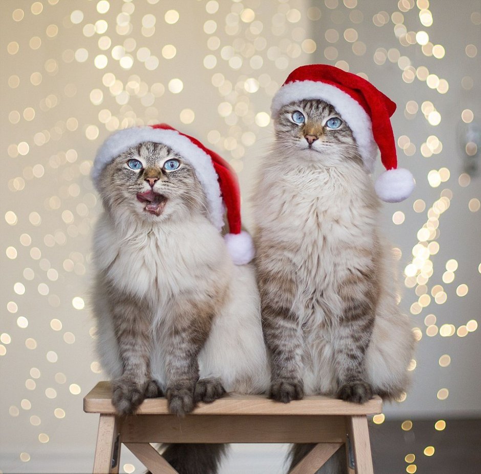 Смешные новогодние коты