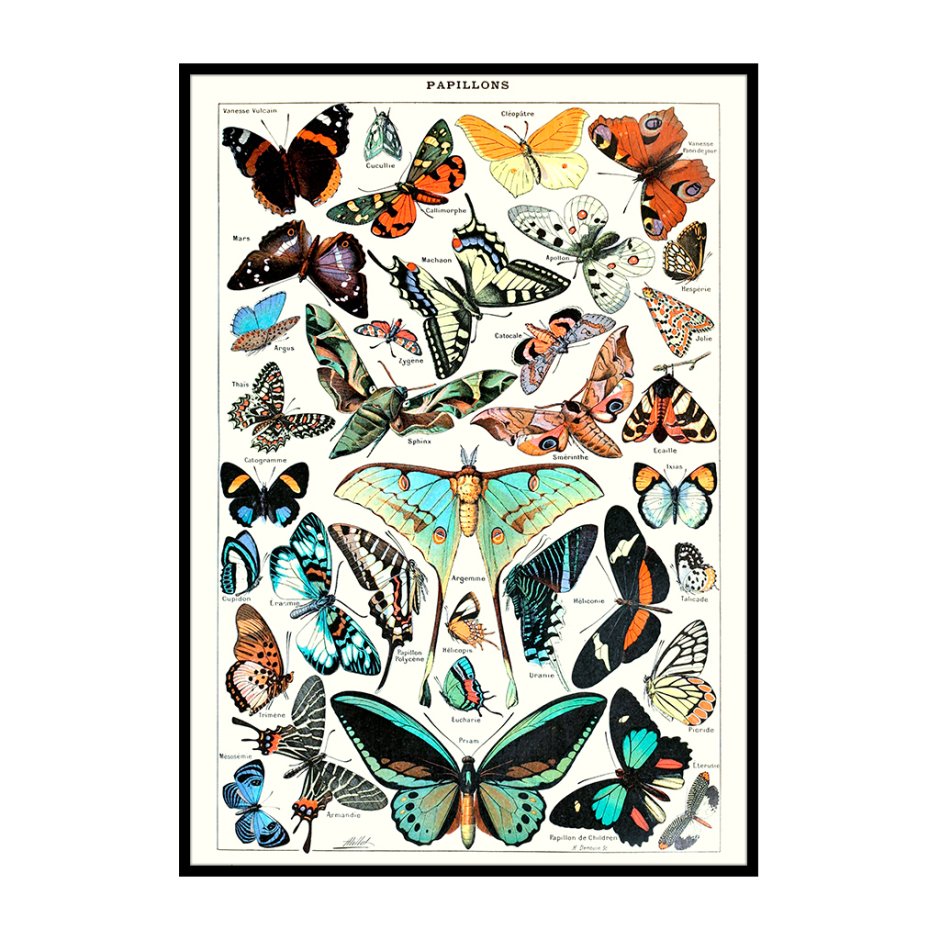 Бабочки экзотические красивые