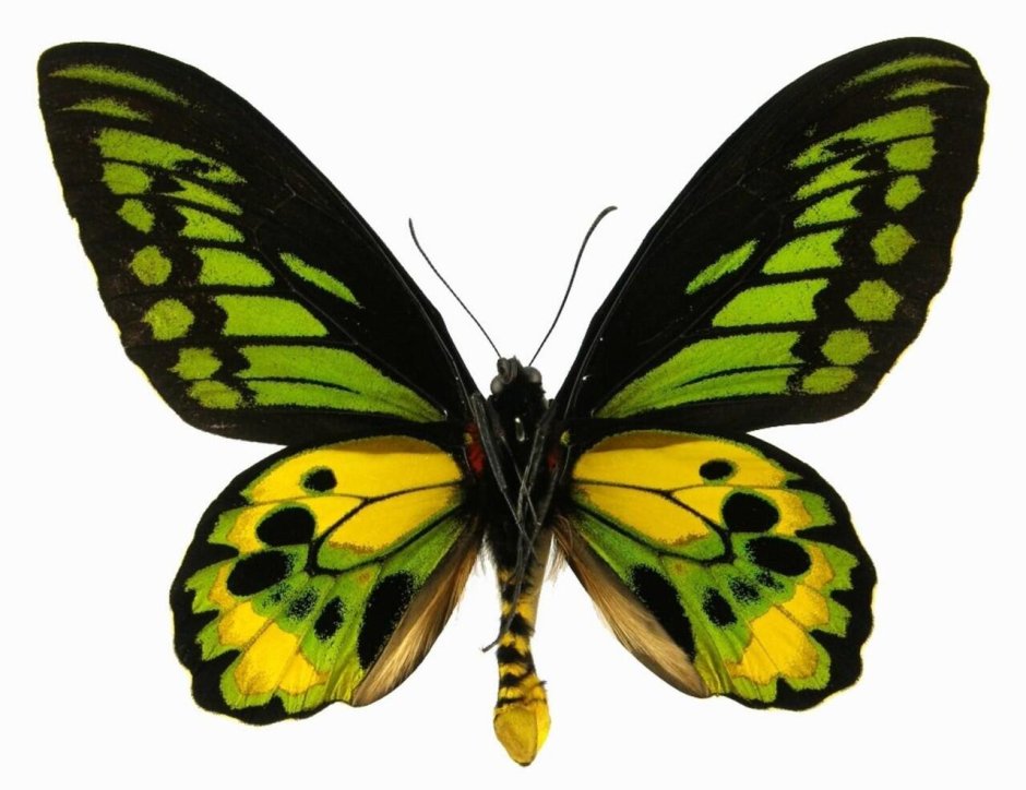 Бабочки для леденцов картинки