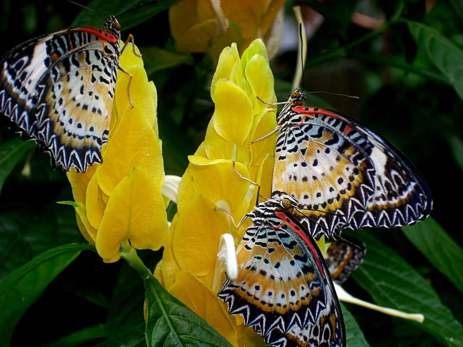 Бабочки из пинтереста
