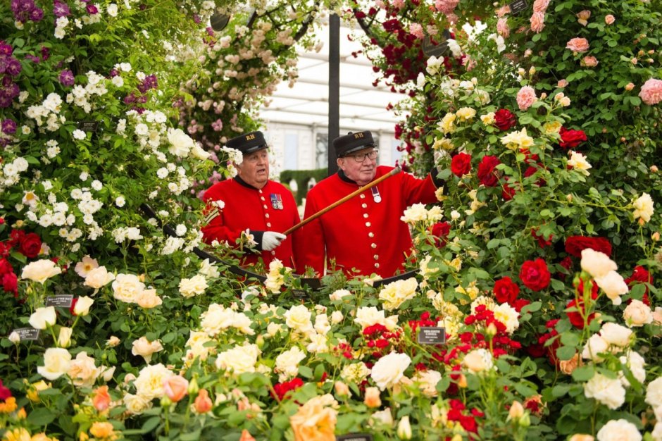 Фестиваль цветов в Челси Chelsea Flower show