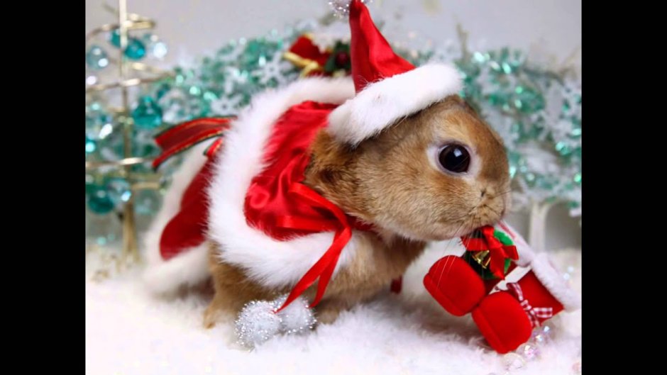 Кролик Рождество