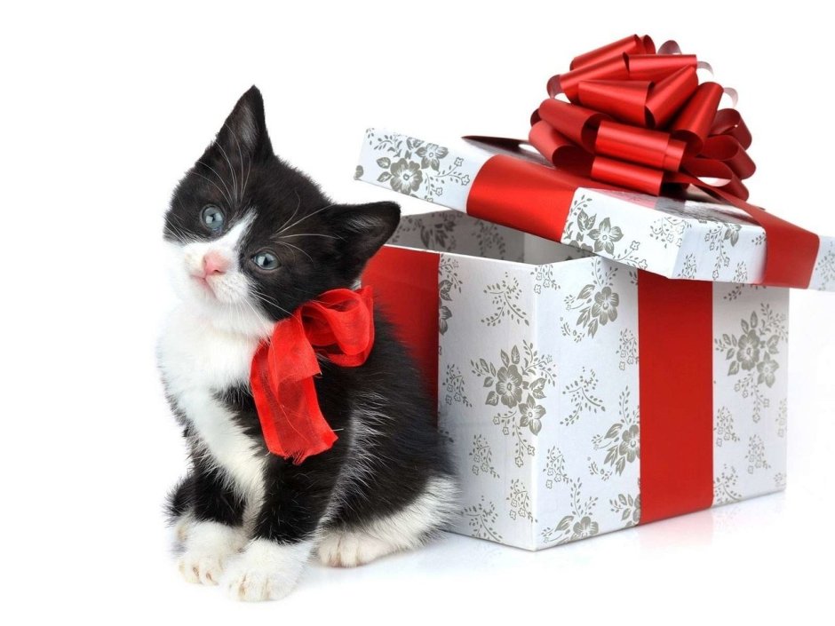 Котенок с бантиком подарок