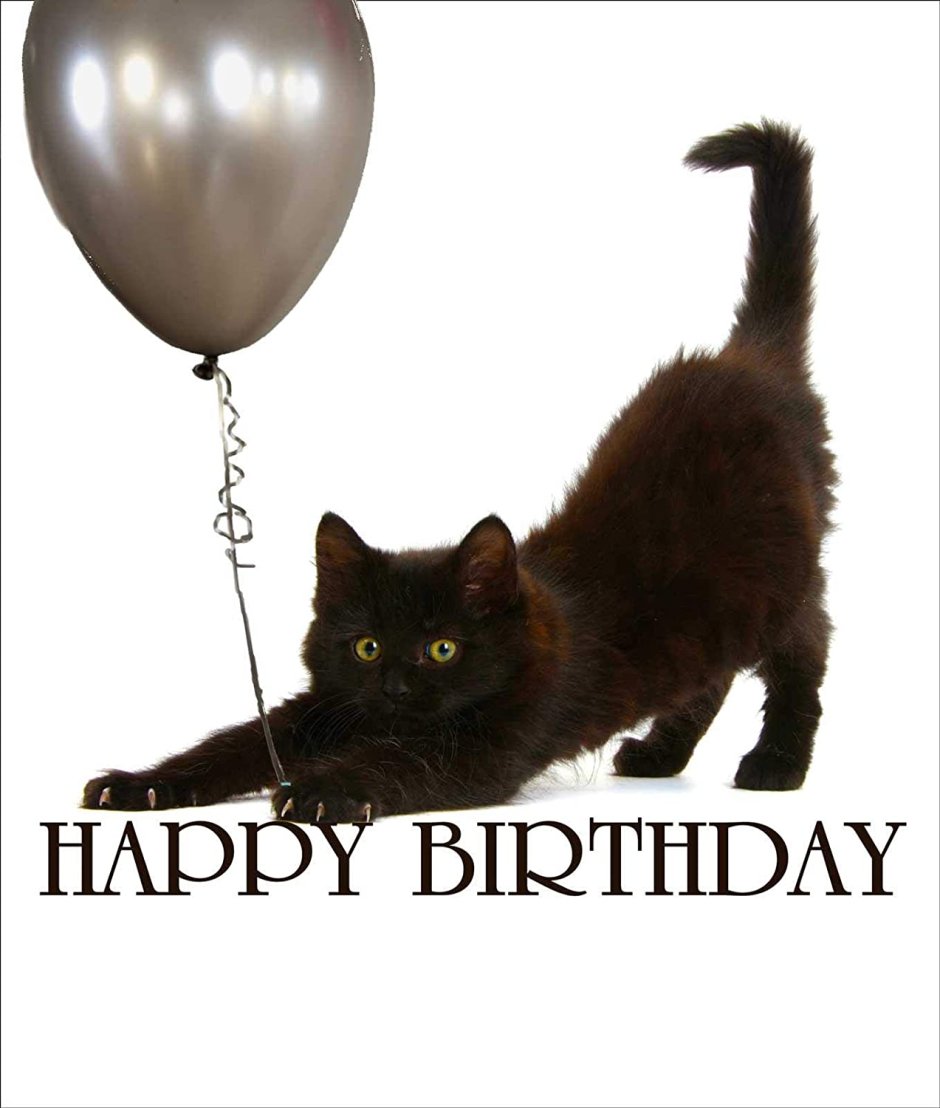 Черный котенок с днем рождения