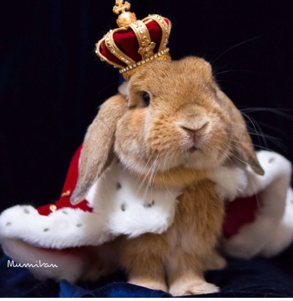 Рождественский кролик фильм