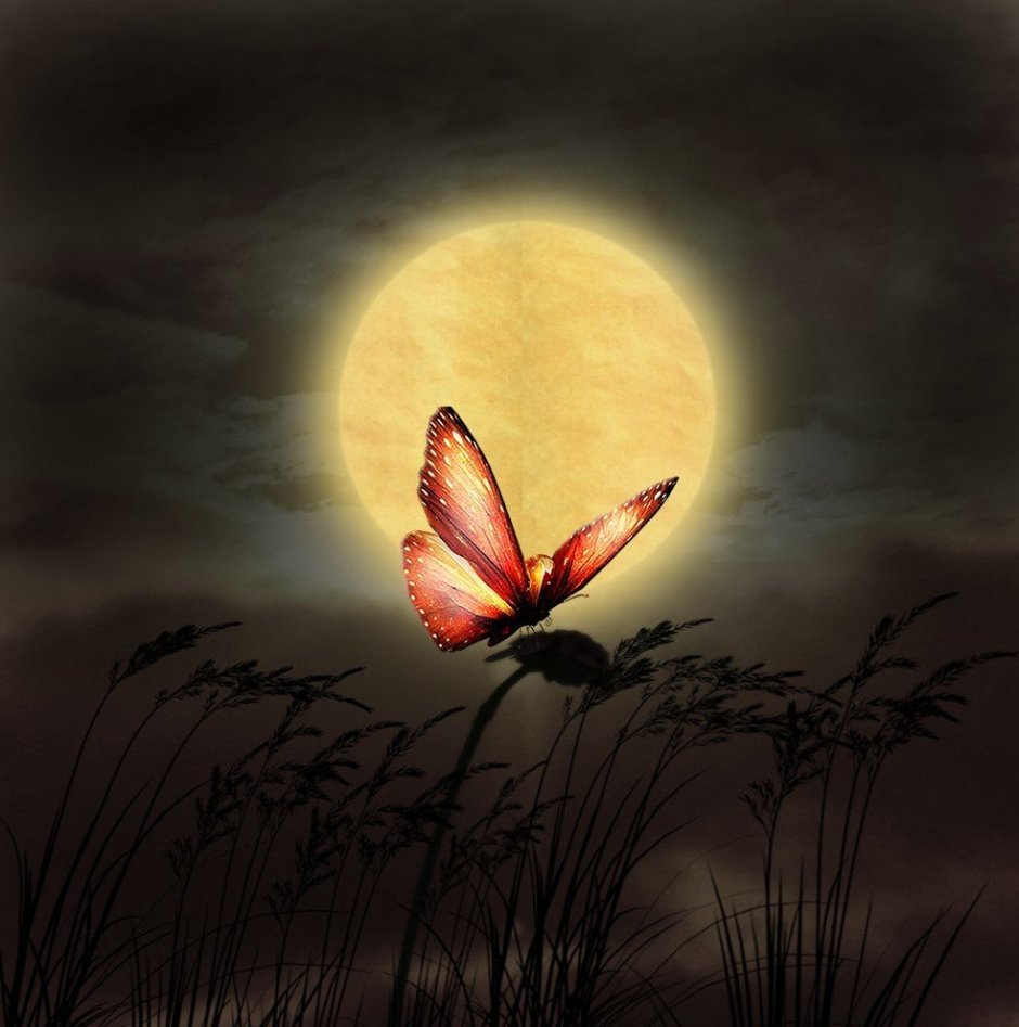 Спокойной ночи бабочки