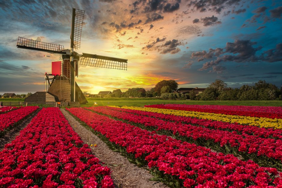 Тюльпановый поля в Голландии