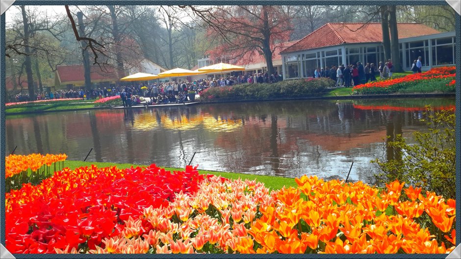Кёкенхоф всемирно известный Королевский парк цветов в Нидерландах