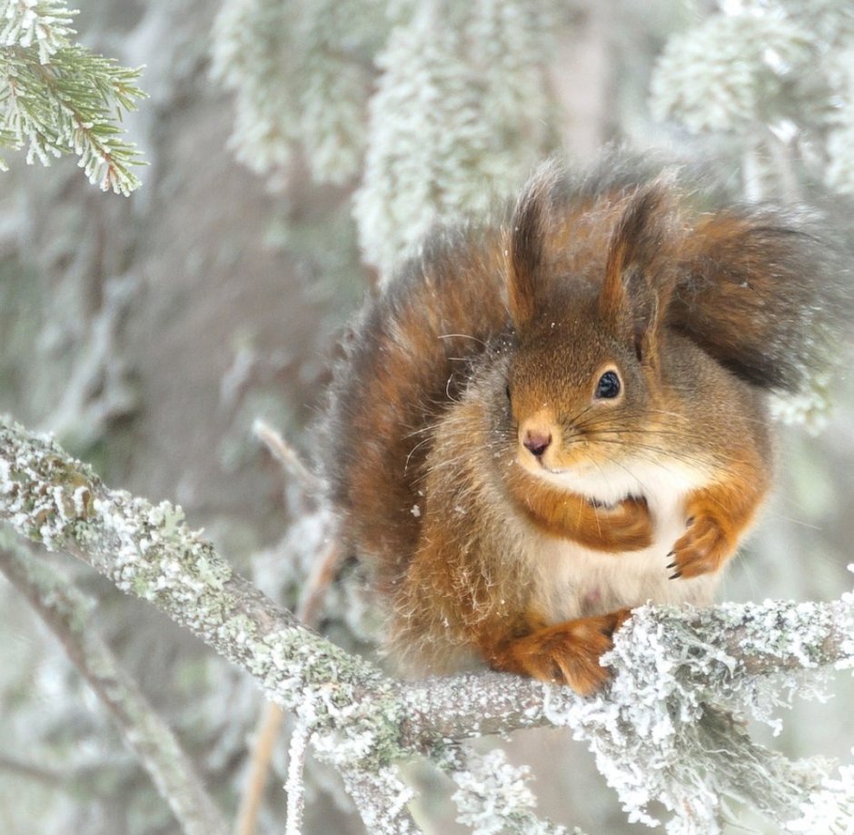 Украшение Winter Squirrel