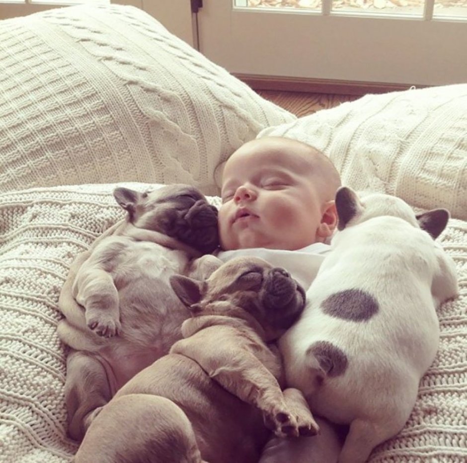 Животные и дети спят