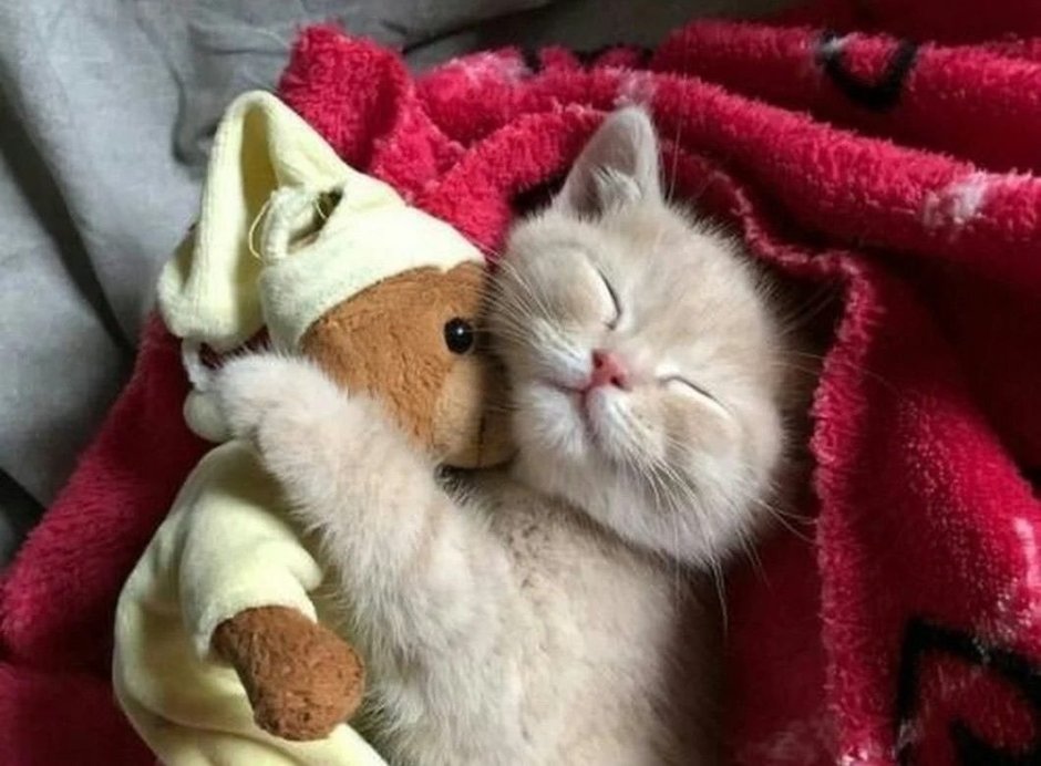 Спи котенок доброй ночи