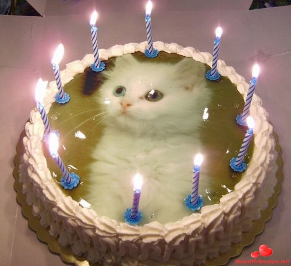 Кот с тортиком день рождения