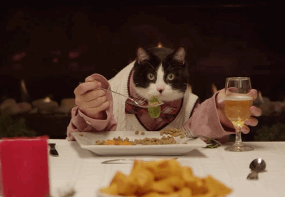 Ужин с котом