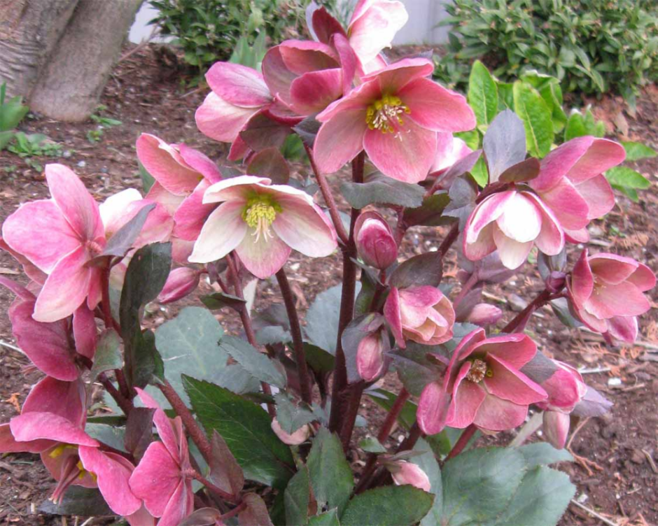 Helleborus Pink Beauty