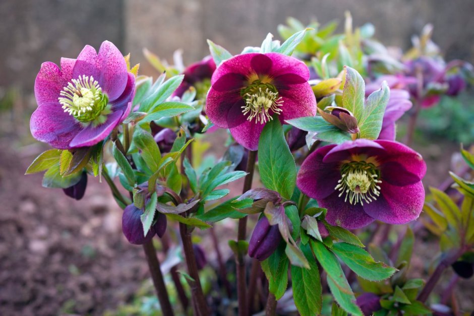 Морозник Helleborus