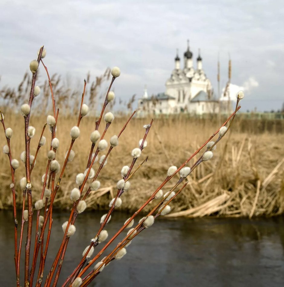 Верба в корзинке