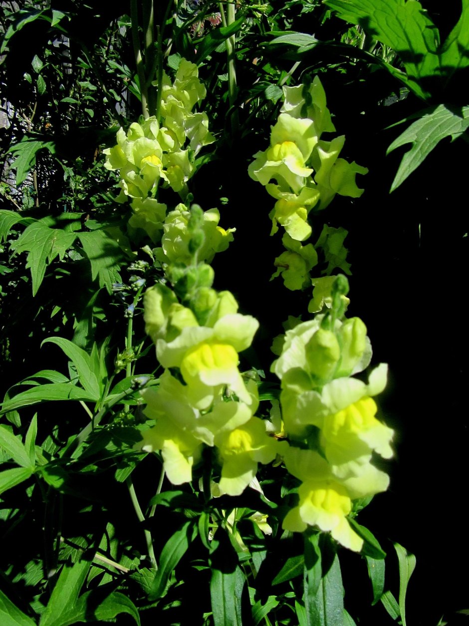 Rocket Bronze Snapdragon