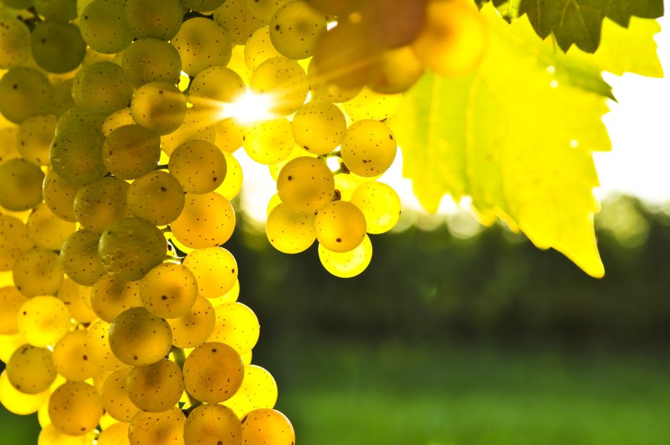 Гроздь виноград золотистая