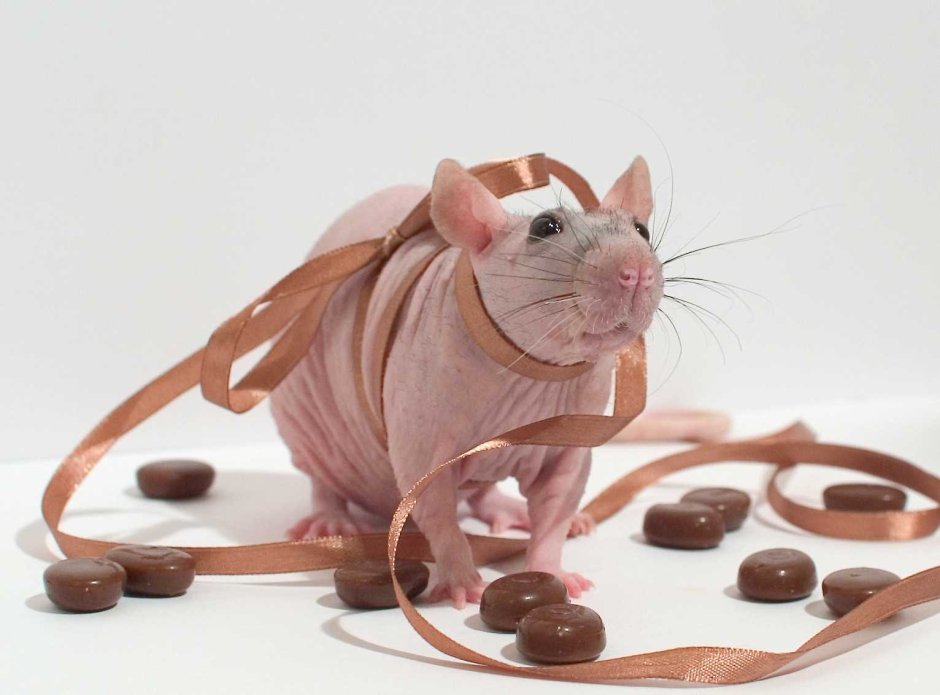 Шоколадная крыса