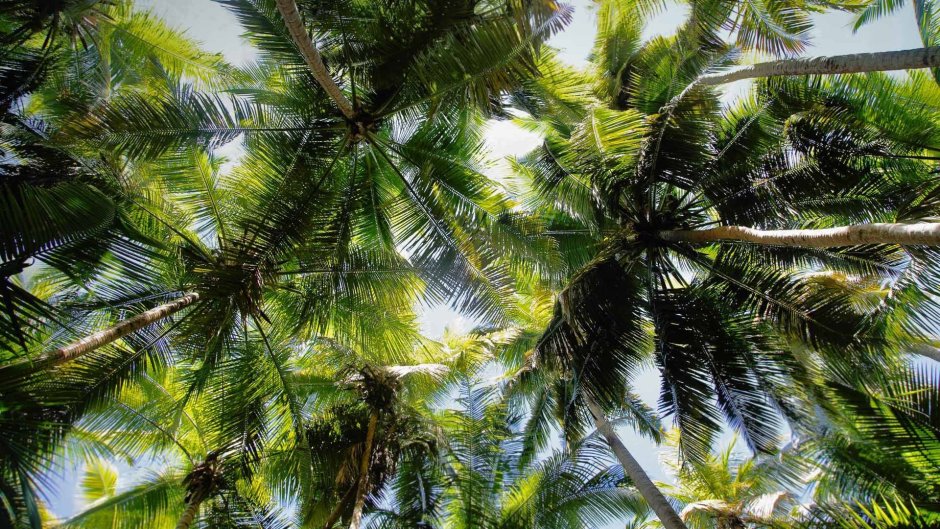 Пальмы леса Филиппины