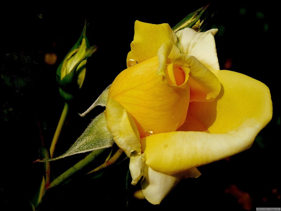 Букет желтых роз со снегом